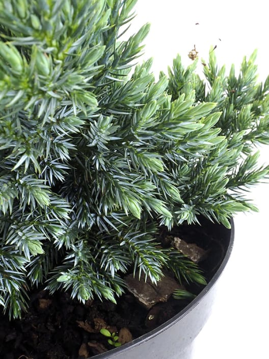 Juniperus blue star