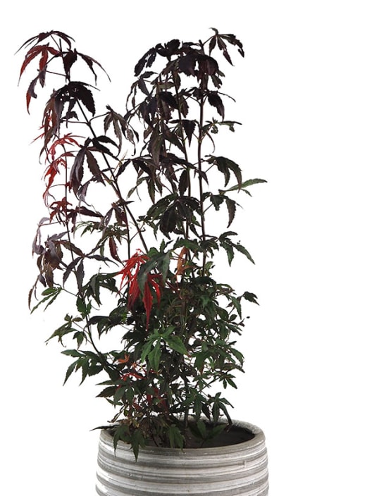 Acer palmatum atropurpurea.