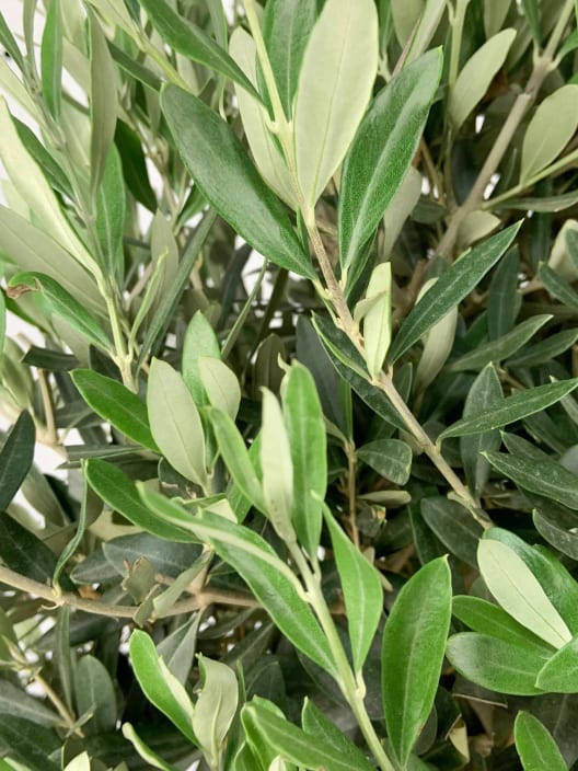 Olivo en Copa (olea europaea)