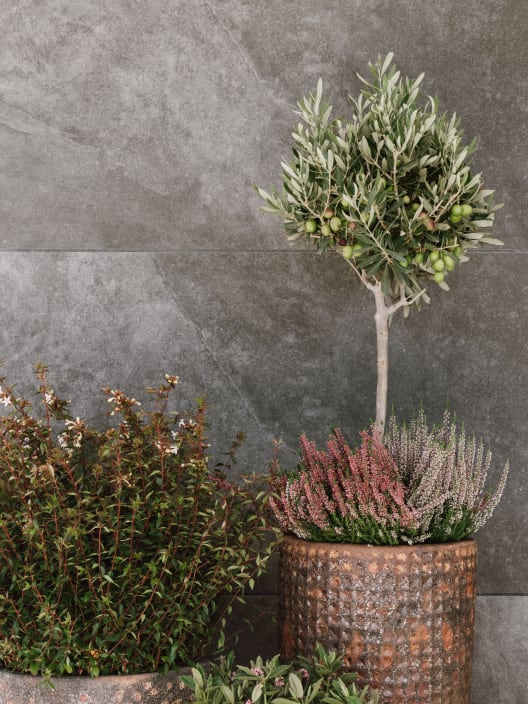 Olivo en Copa (olea europaea)