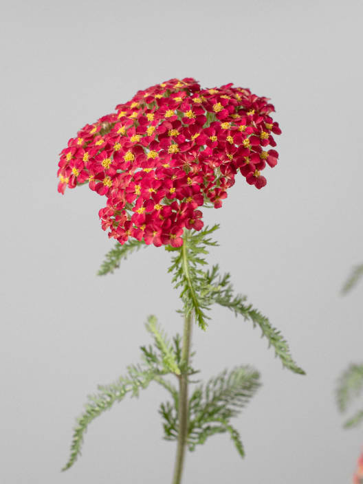 Achillea millefolium