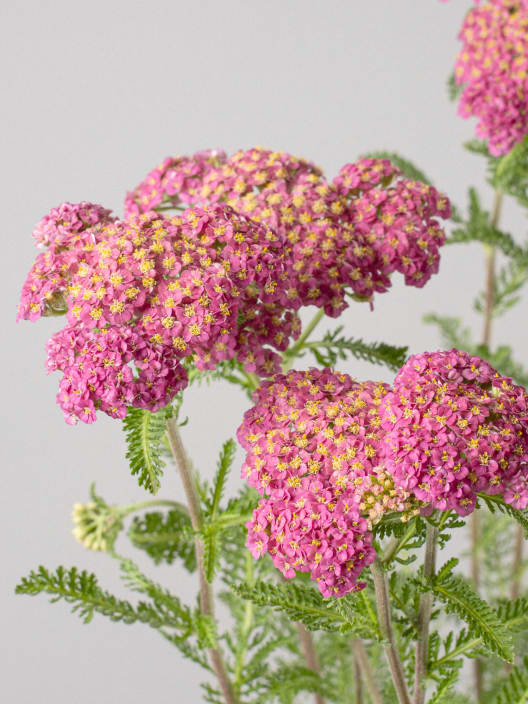 Achillea millefolium