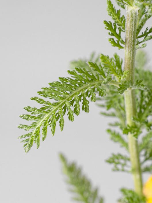 Achillea millefolium