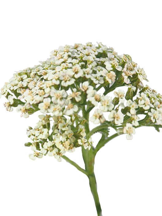 Achillea millefolium