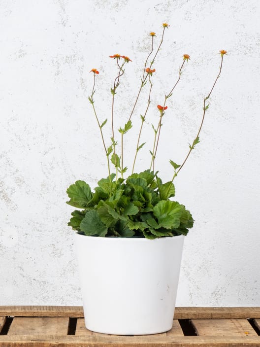 Hierba de san benito (geum coccineum)