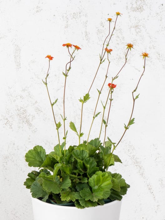 Hierba de san benito (geum coccineum)