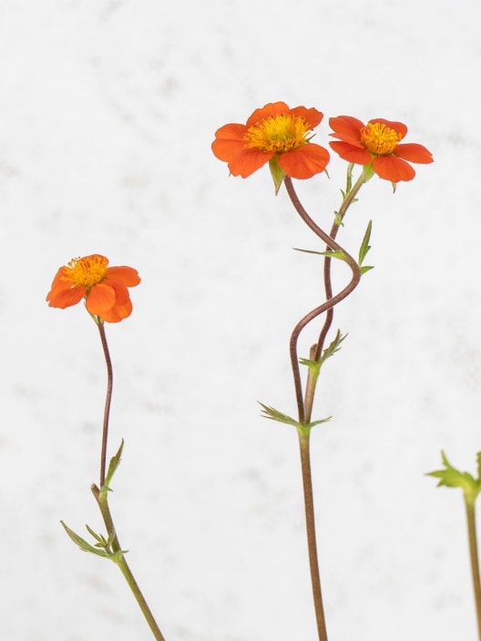 Hierba de san benito (geum coccineum)