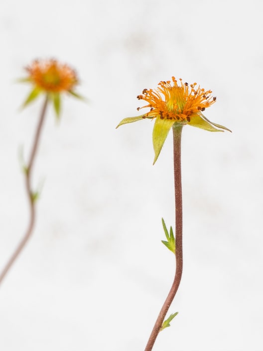 Hierba de san benito (geum coccineum)