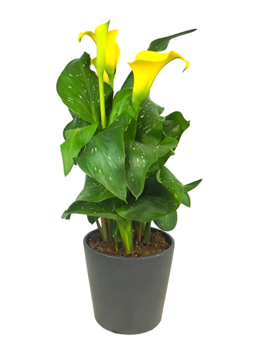 Zantedeschia (Cala de colores)