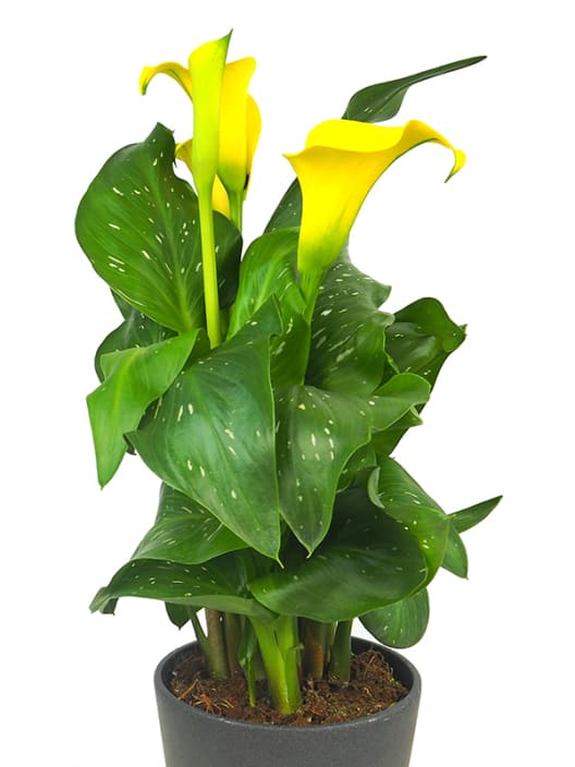 Zantedeschia (Cala de colores)