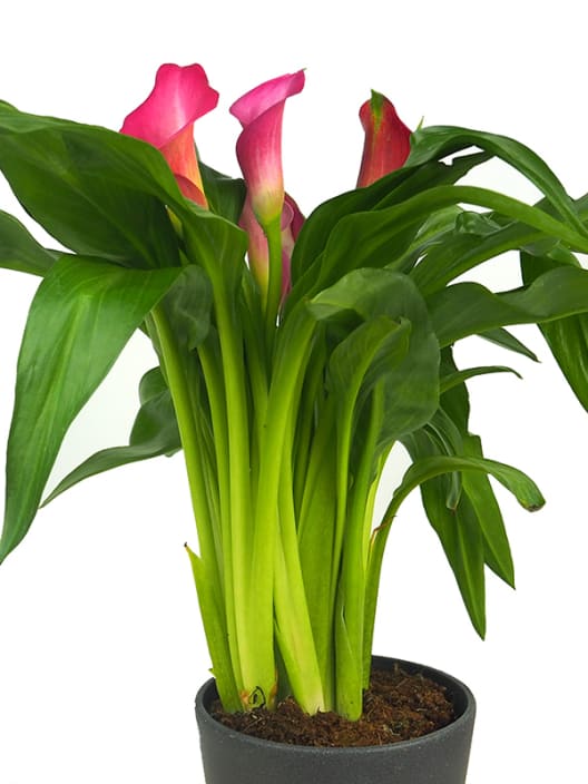 Zantedeschia (Cala de colores)