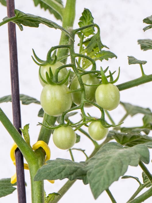 Tomate injertado Berry Confetto - Planta de huerto