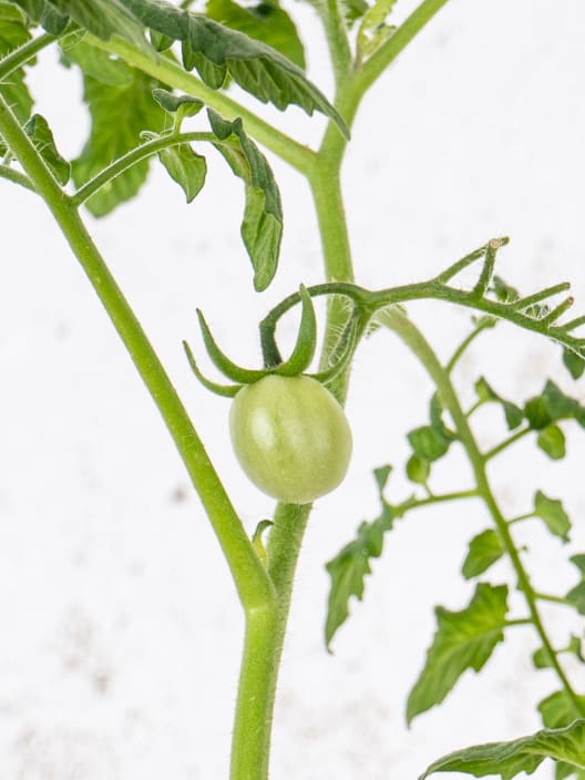 Tomate injertado Berry Confetto - Planta de huerto