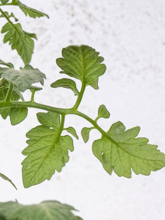Tomate injertado Berry Confetto - Planta de huerto