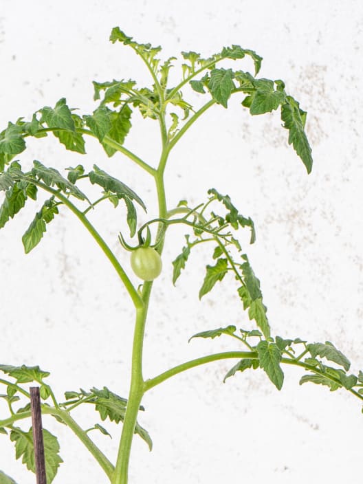 Tomate injertado Berry Confetto - Planta de huerto