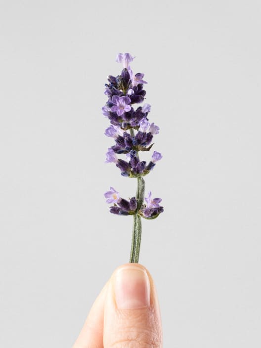 Lavandula angustifolia - Planta aromática