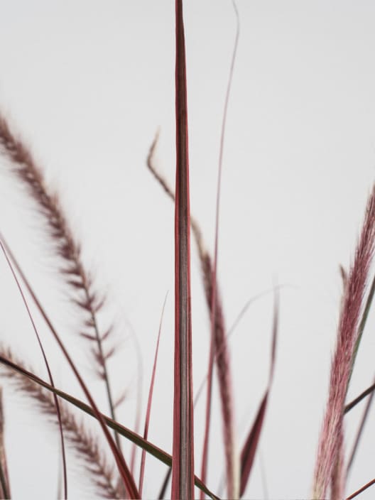 Gramínea Pennisetum 'Fireworks'