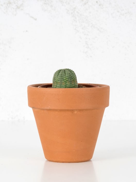 Euphorbia obesa