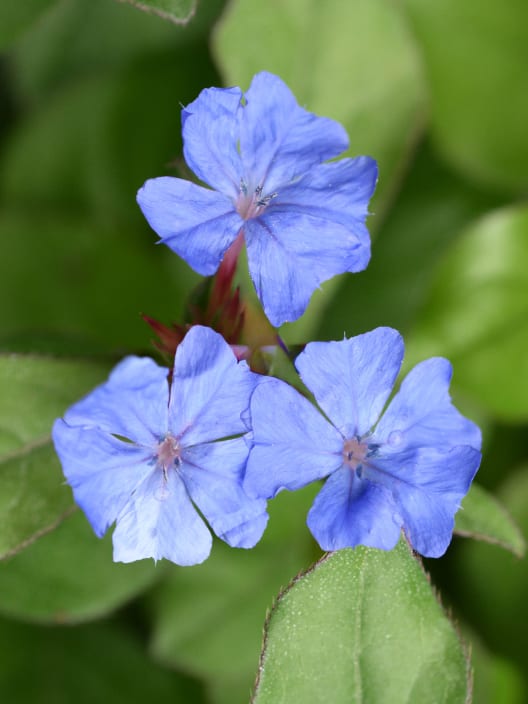 Ceratostigma plumbaginoides (Falso plumbago)