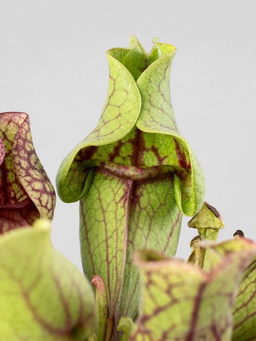 Sarracenia sp.