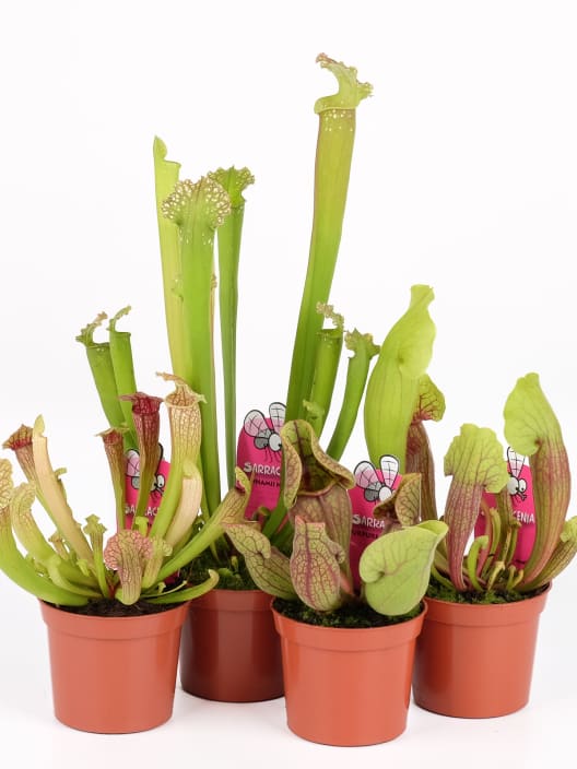 Sarracenia sp.