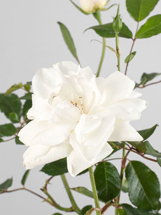 Rosal 'Iceberg'