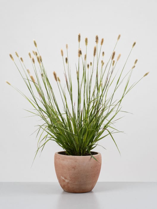 Gramínea Pennisetum 'Red Bunny Tails'