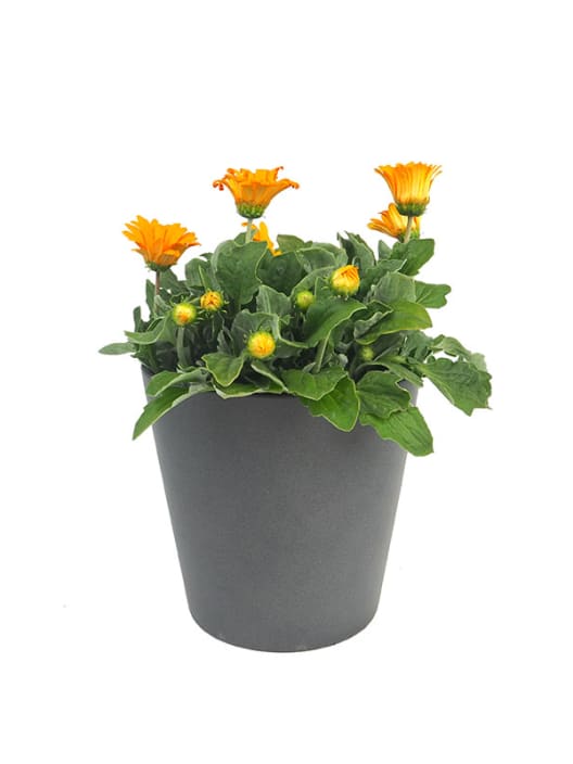Arctotis hybrida