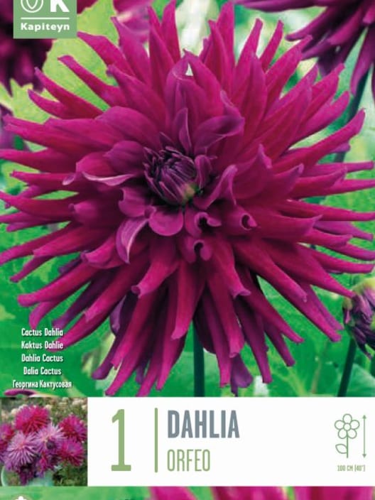 Bulbos de Dahlia 'Orfeo'