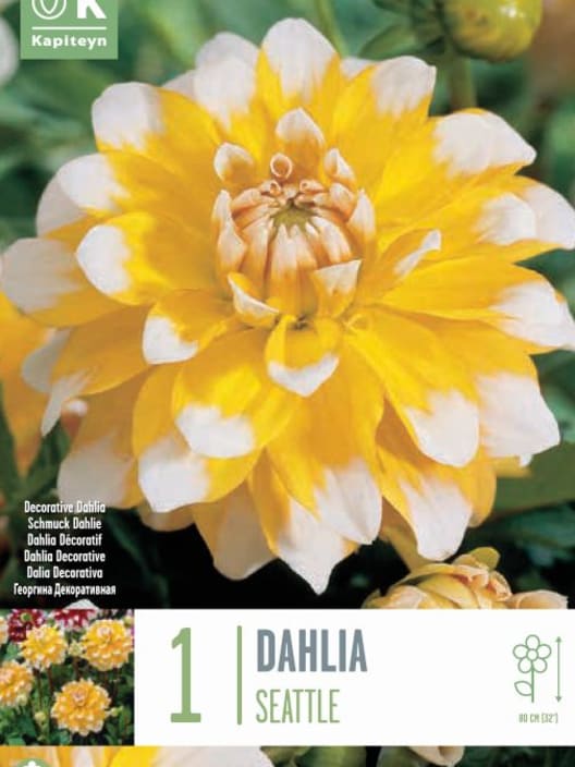 Bulbos de Dahlia 'Seattle'