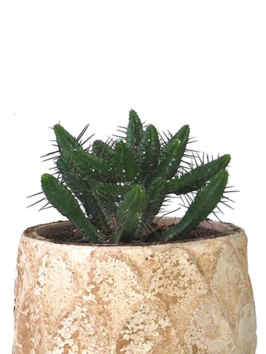 Euphorbia enopla/pentagona