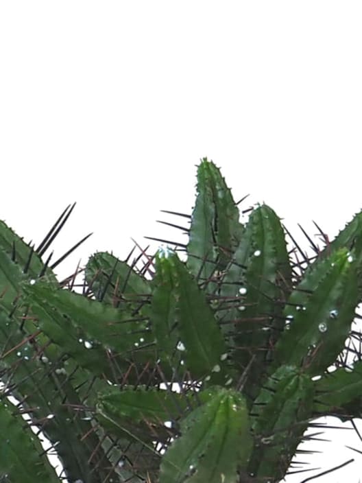 Euphorbia enopla/pentagona