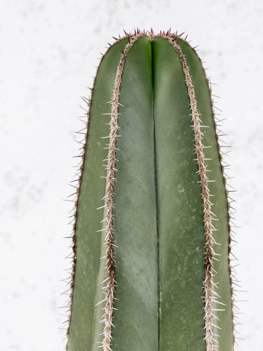 Marginatocereus marginatus