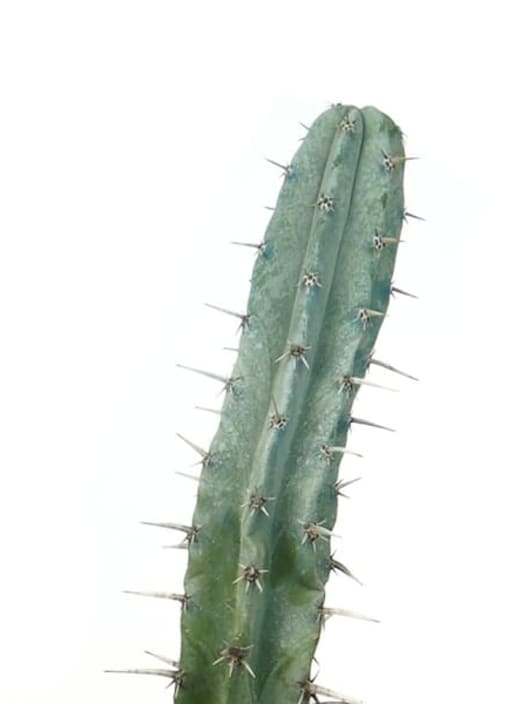 Myrtillocactus geometrizans