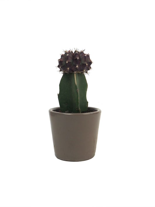 Cactus flor (1 ud)