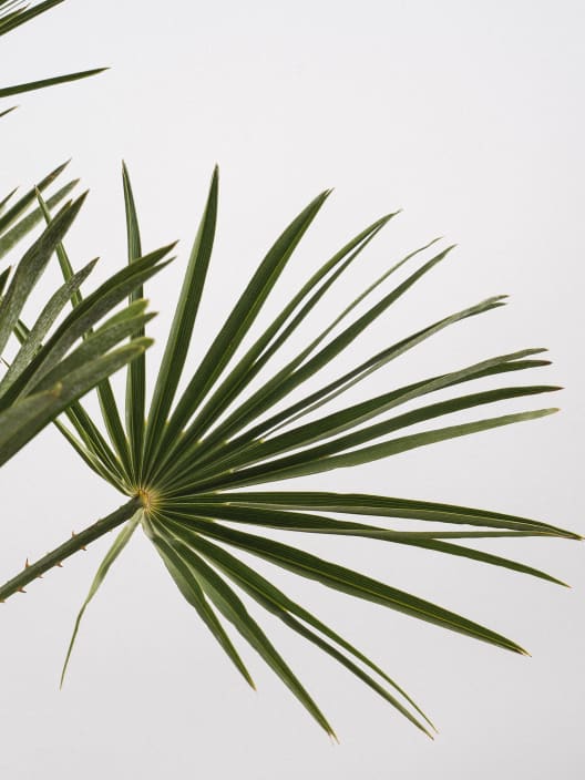 Chamaerops humilis (Palmito)