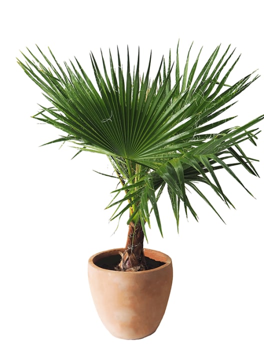Washingtonia robusta