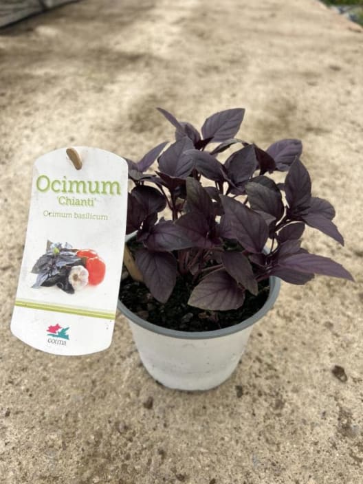 Albahaca purpura - Planta aromática