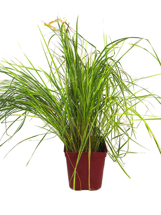 Gramínea Calamagrostis × acutiflora 'Overdam'