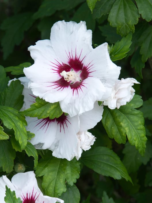 Hibiscus syriacus