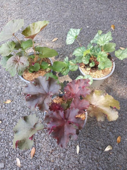 Heuchera americana