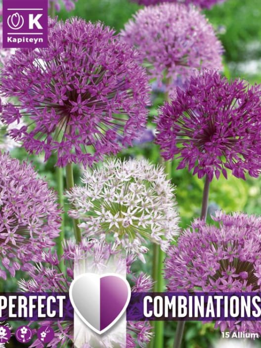 Bulbos de Allium Mix Perfect Combinations Large Ball Blend