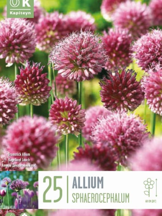 Bulbos de Allium sphaerocephalon