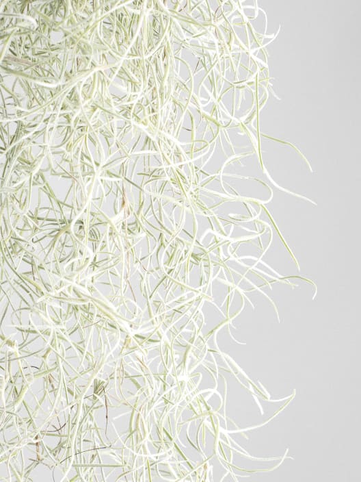 Tillandsia usneoides