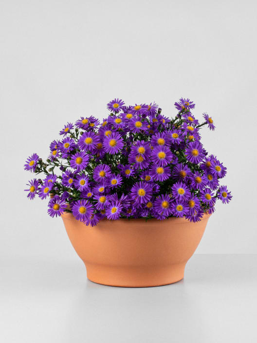Aster novi-belgii