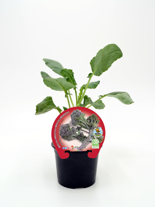 Brócoli esparragado (sprouting) - Planta de huerto