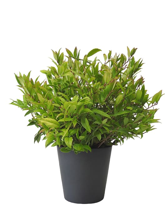Leucothoe red lips