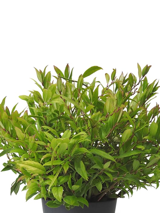 Leucothoe red lips