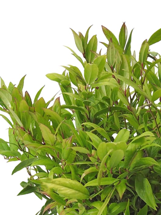 Leucothoe red lips