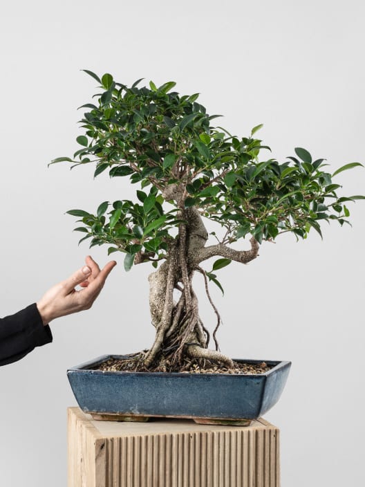 Bonsai Higuera de la India (Ficus retusa)